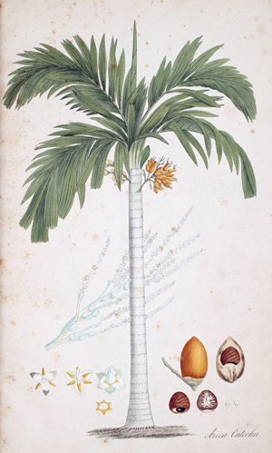 Arechu Palme Areta Catechu, 1828