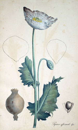 Weisser Mohn Papaver, 1828