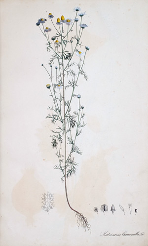 Schamillin-Mutterkraut Matricaria Chamomilla, 1828