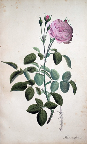 Garten-Rose Rosa centifolia, 1828