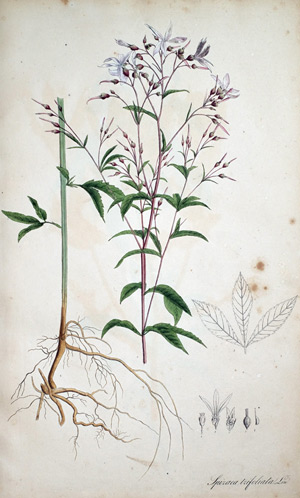 Spierstaude Spiraea trifoliata, 1828