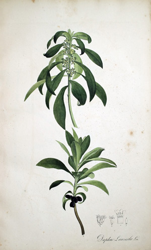 Seidelbast Daphne Laureola, 1828