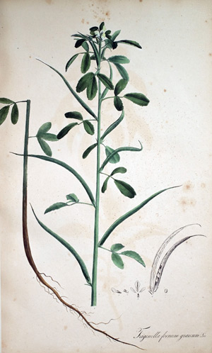 Kuhhornklee, griechisches Heu Trigonella, 1828