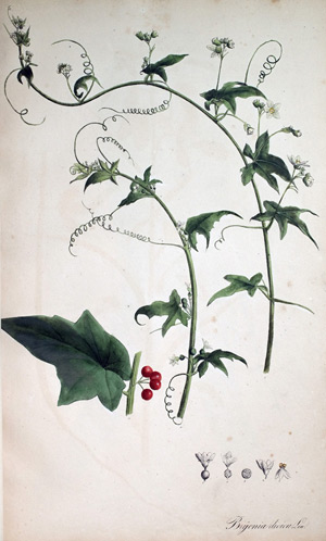 Zaunrübe Bryonia dioica, 1828