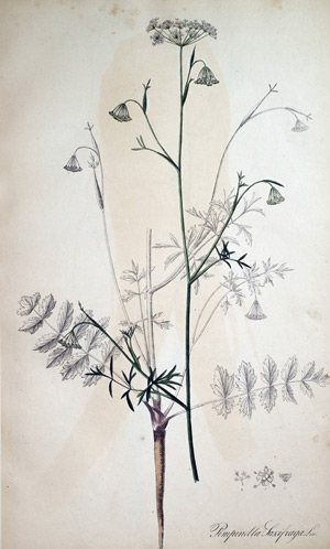 Biebernell Pimpinella saxifraga, 1828