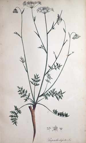 Schlitzblättrige Bibernell Pimpinella dissecta, 1828