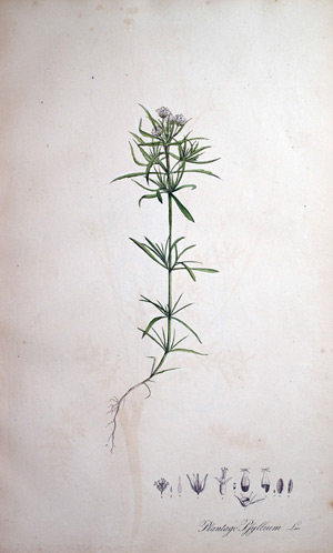 Flohsamenkraut Plantago Psyllium, 1828