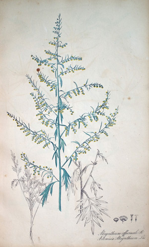 Wermuth Apsynthium, 1828