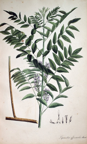 Süssholz Liquiritia, 1828