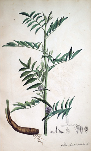 Stachliches Süssholz Glycirrhiza, 1828