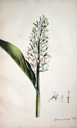 Galgant Alpinia Galanga, 1828