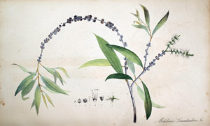 Weisstämmiger Kajeput-Baum Melaleuca Leucadendron, 1828