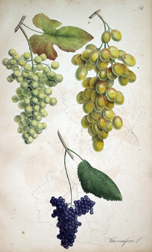 Weinstock Vitis vinifera, 1828
