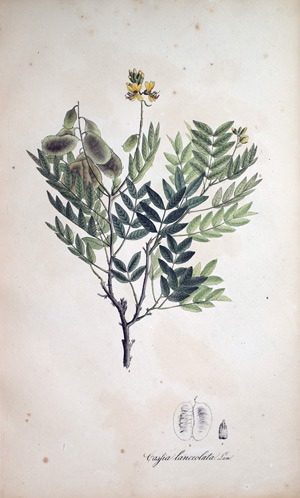 Senna Cassia lanceolata, 1828