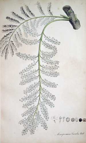 Fischkörnerstrauch Menispermum Coculus, 1828