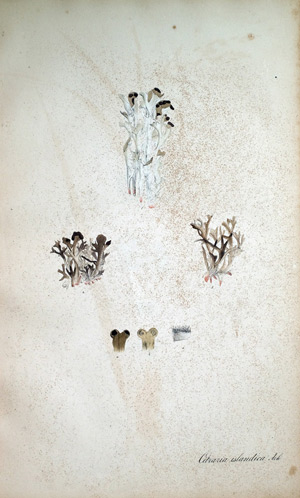 Island-Moos Cetraria, 1828