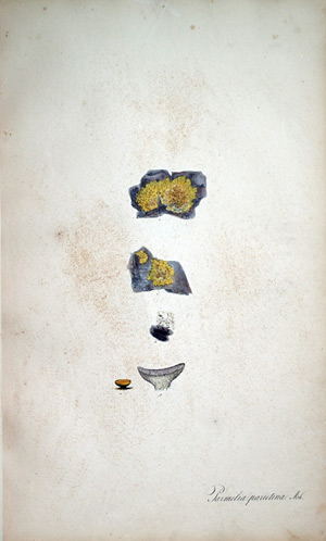 Eandflechte Parmelia, 1828