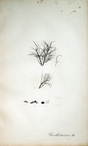Lackmusflechte Rocella , 1828