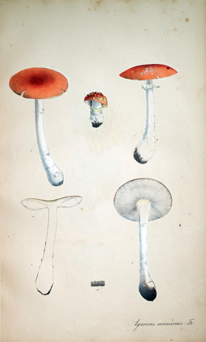 Fliegenpilz Agaricus, 1828