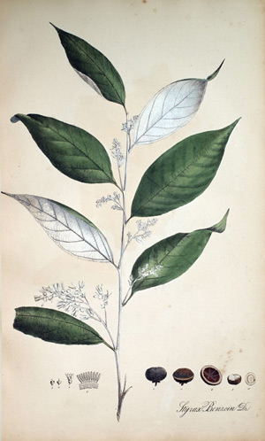 Benzoe-Baum Styrax Benzoin, 1828