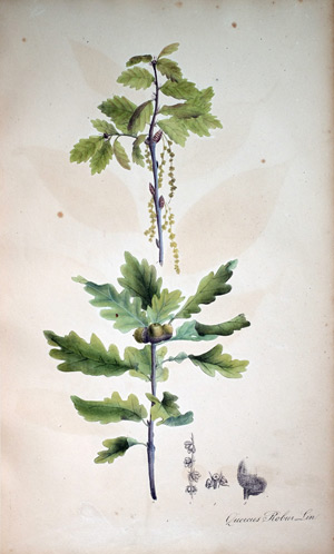 Steineiche Quercus Robur, 1828