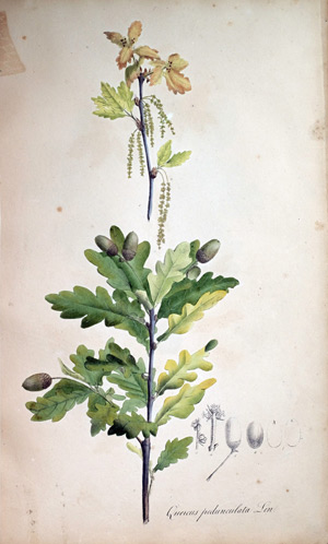 Stieleiche Quercus pedunculata, 1828