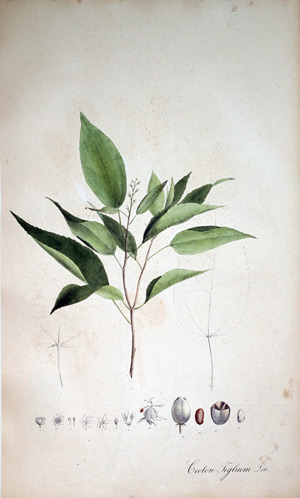 Purgierholz Croton Tiglium, 1828