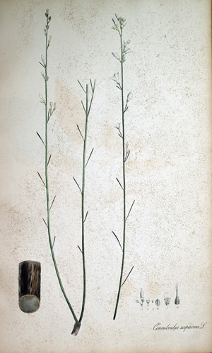Rosenholz Convolvulus, 1828