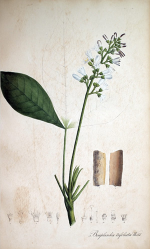 Bonplandia Bonplandia trifoliata, 1828
