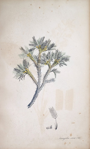 Tragant-Strauch Astragalus, 1828