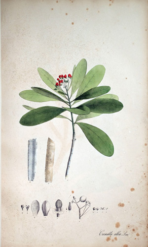 Weisser Zimt Canella alba, 1828