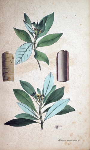 Winters Rindenbaum Wintera aromatica, 1828