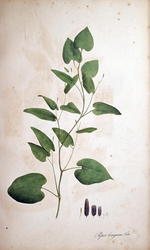 Pfeffer Piper longum, 1828