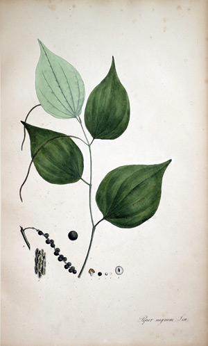 Schwarzer Pfeffer Piper nigrum, 1828
