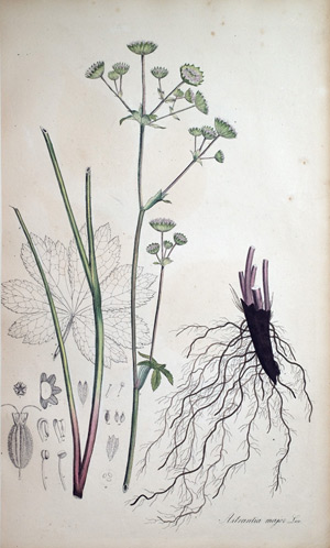 Schwarze Meisterwurzel Astrantia major, 1828