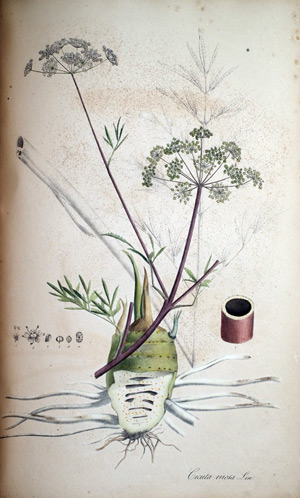 Wasserschierling Cicuta virosa, 1828