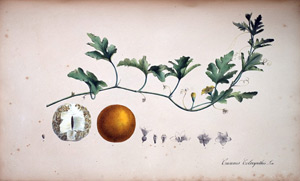 Coloquinte Cucumis, 1828