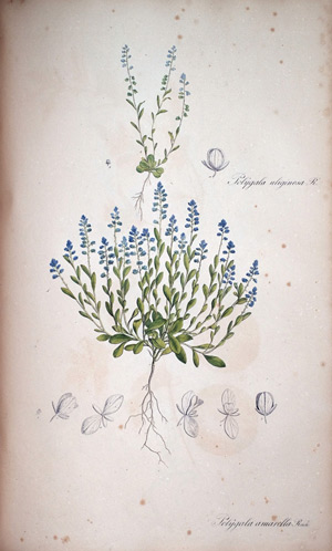 Kreuzblume Polygala Amarella, 1828