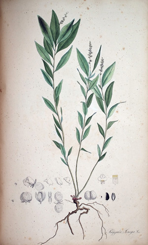 Klapperschangenwurzel Polygala Senega, 1828