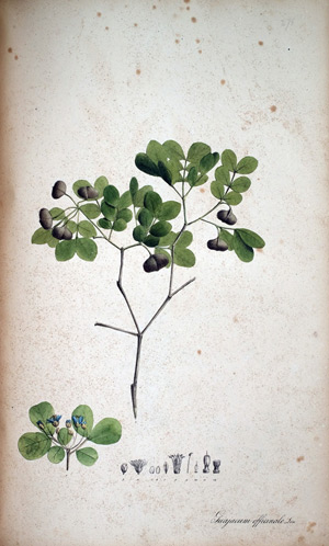 Pockenholz, Franzosenholz Guajacum, 1828