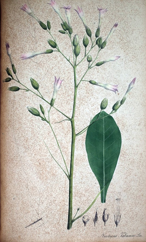 Tabak Nicotiana, 1828