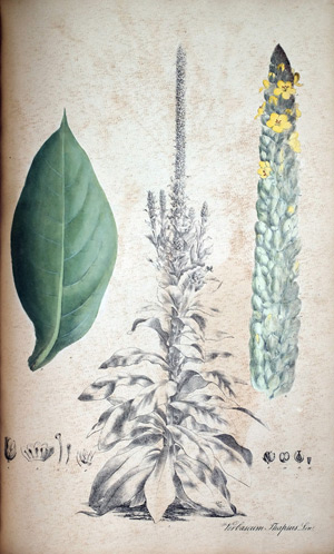 Königskerze Verbascum Thapsus, 1828