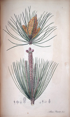 Bordeau-Fichte Pinus Pinaster, 1828