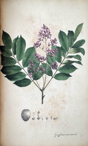 Wehrloser Wurmrindenbaum Geoffraea, 1828