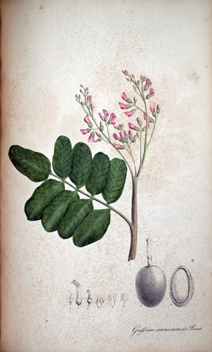 Suriamischer Wurmrindenbaum Geoffraea surinamensis, 1828