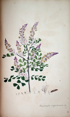 Blauholz-Baum Hamatoxylum, 1828