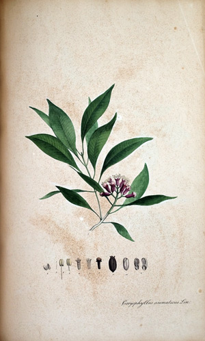 Gewürznelke Caryophyllus, 1828