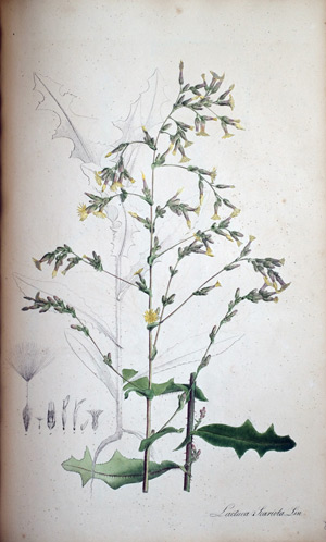 Wilder Lattich Lactuca, 1828