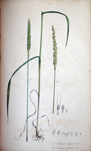 Gemeiner Weizen, Dinkel Triticum vulgare, Tritikum spelta, 1828