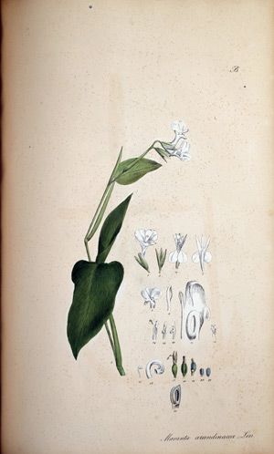 Indische Pfeilwurzel Maranta, 1828